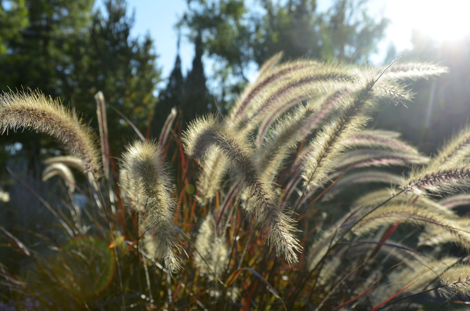 Nikon D7000 sample photo. Pennisetum, grass, lamp cleaning photography