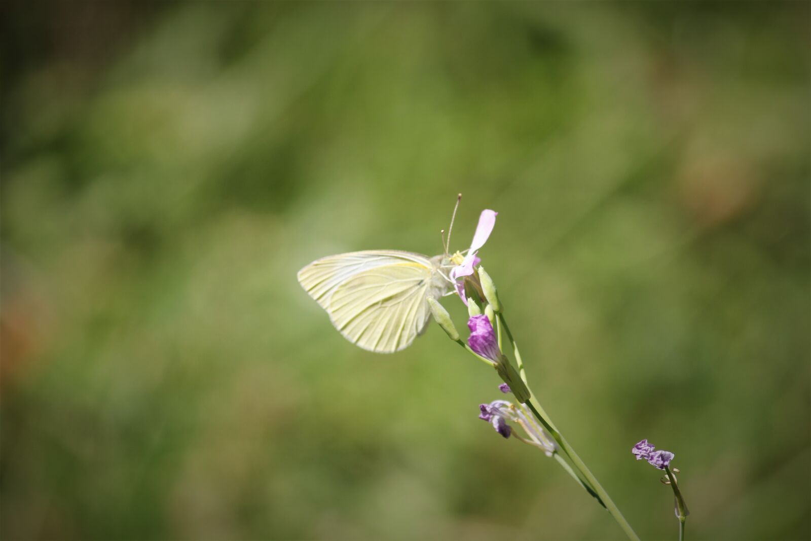 Canon EOS 550D (EOS Rebel T2i / EOS Kiss X4) sample photo. White, butterfly, nature photography