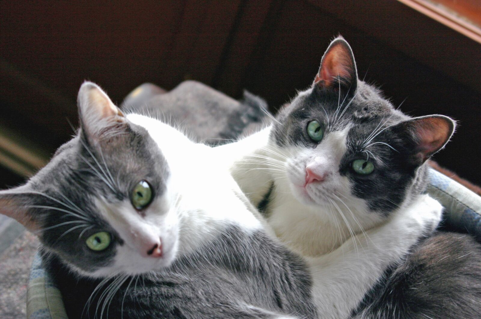 Canon EOS 300D (EOS Digital Rebel / EOS Kiss Digital) sample photo. Cat, hug, complicity photography