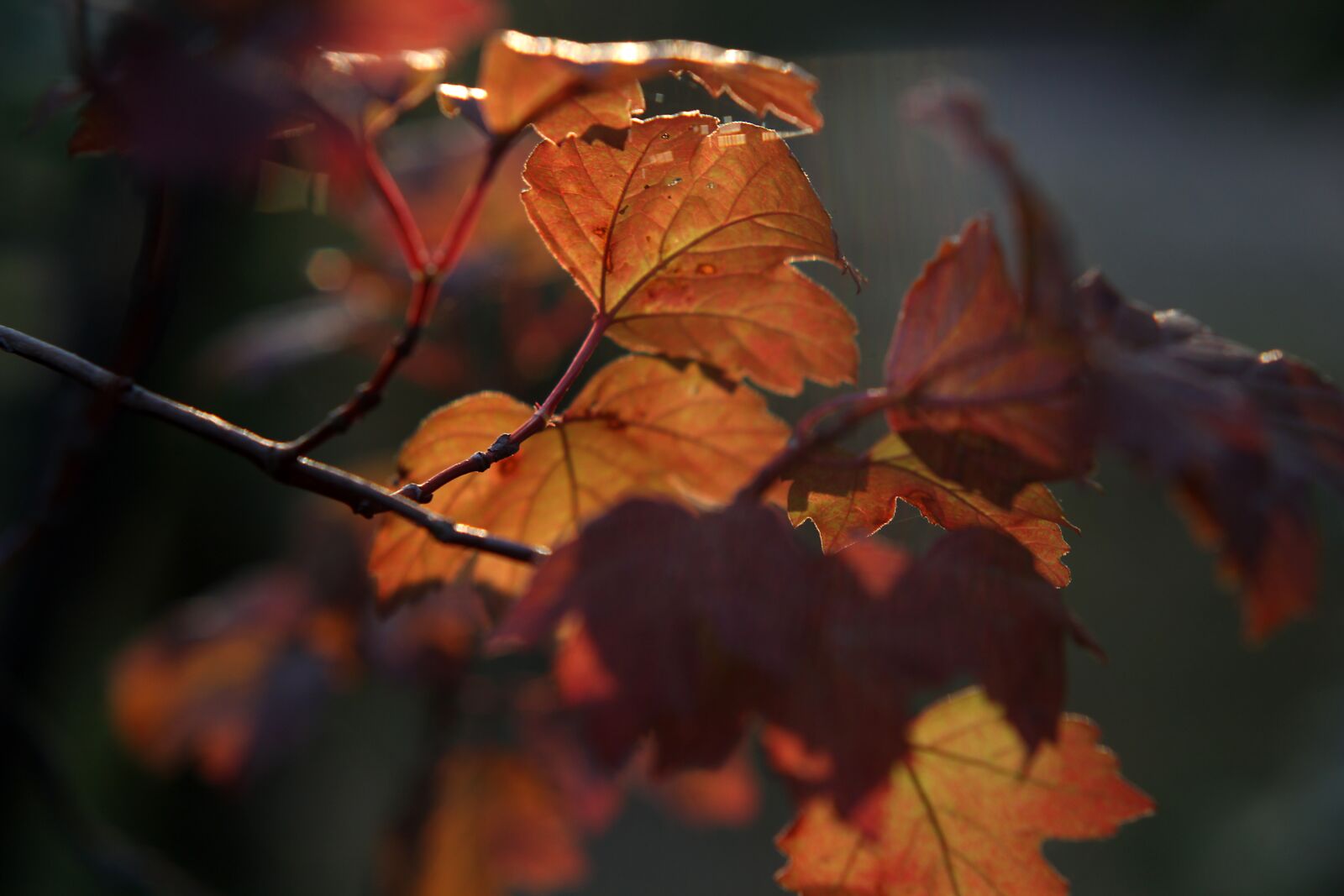 Canon EOS 1200D (EOS Rebel T5 / EOS Kiss X70 / EOS Hi) sample photo. Foliage, autumn, the sun photography