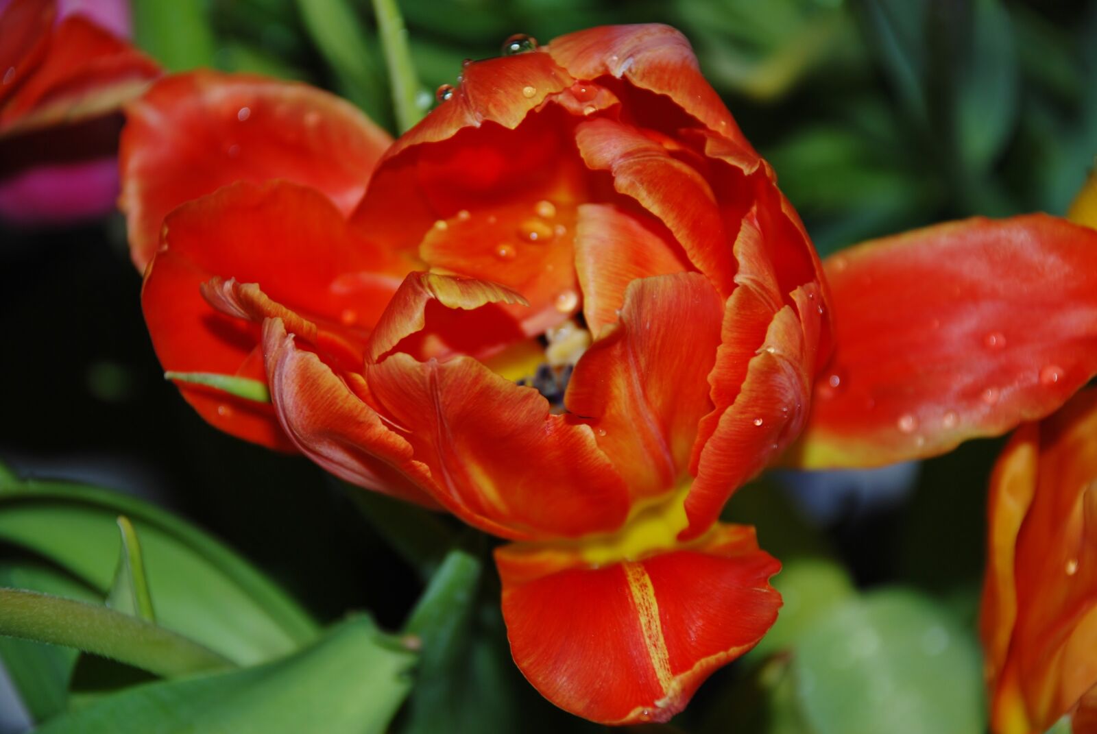 Nikon D80 sample photo. Flower, orange, red photography