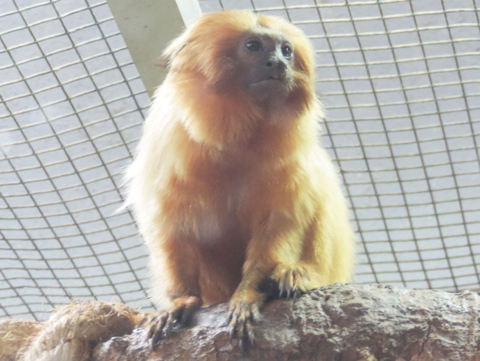 Nikon Coolpix P520 sample photo. Monkey, marmoset, take advantage photography