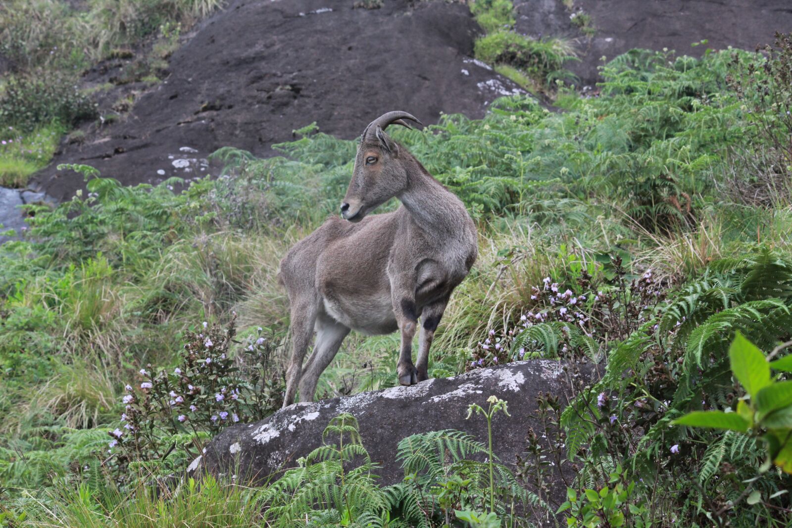 Canon EOS 1300D (EOS Rebel T6 / EOS Kiss X80) sample photo. Park, munnar, landscape photography