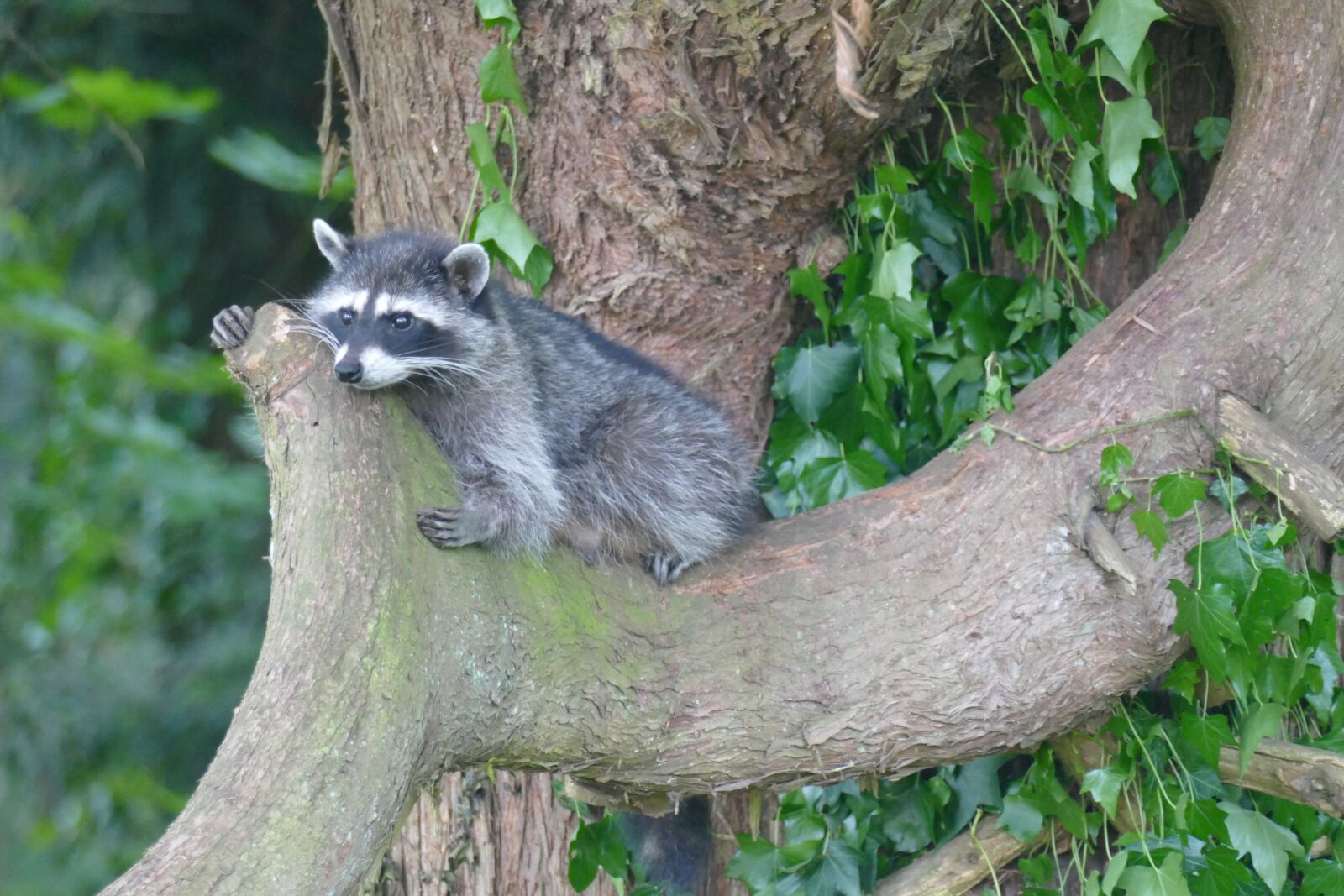 Panasonic Lumix DMC-FZ1000 sample photo. Raccoon, tree, wildlife photography