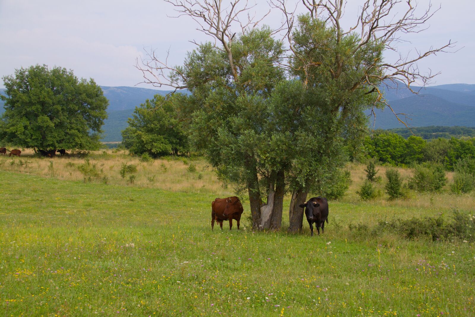 Canon EOS 500D (EOS Rebel T1i / EOS Kiss X3) sample photo. Cows, grass, trees photography