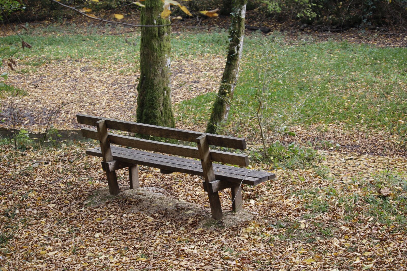 Canon EOS 1200D (EOS Rebel T5 / EOS Kiss X70 / EOS Hi) sample photo. Nature, bench, forest photography
