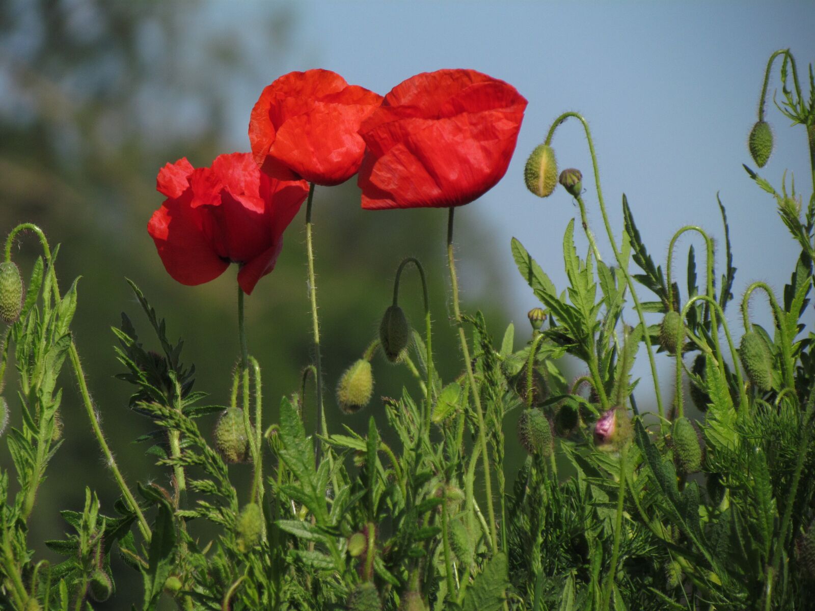 Canon PowerShot SX30 IS sample photo. Flower, poppy, red photography