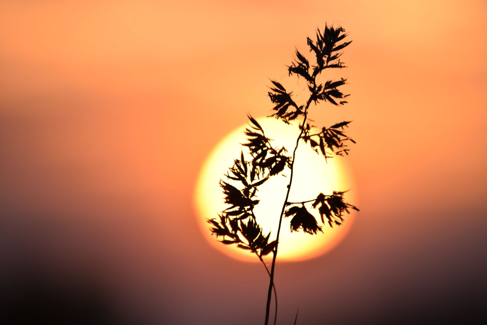 Nikon D3300 sample photo. Grass, the sun, macro photography