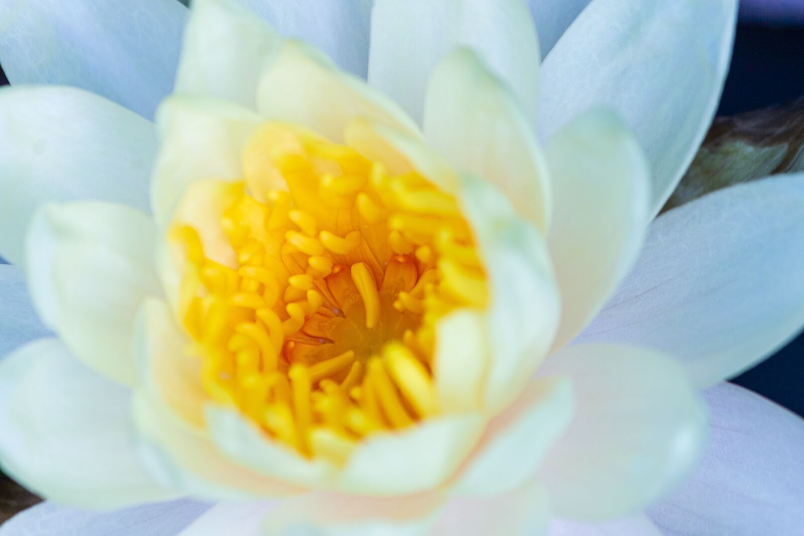 Canon EF-S 55-250mm F4-5.6 IS sample photo. Aquatic, background, beautiful photography