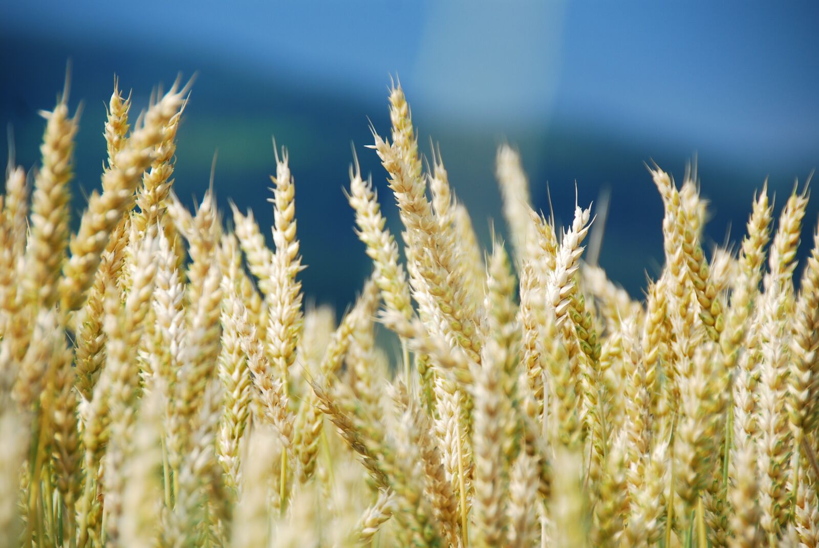 Nikon D80 sample photo. Wheat, wheat field, cereals photography