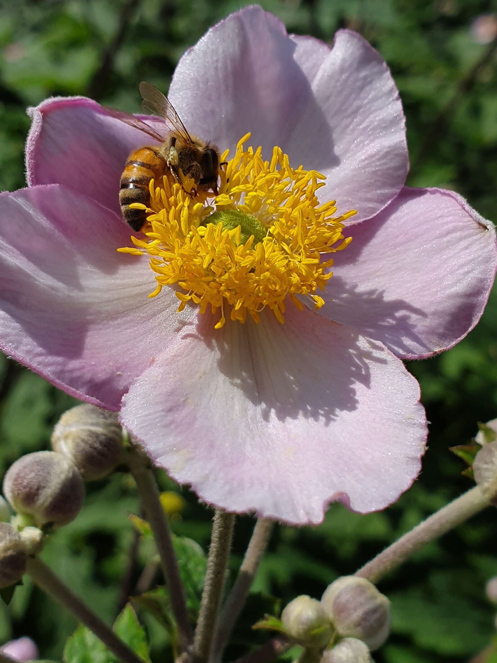 Samsung Galaxy S10 sample photo. Flower, bee, summer photography