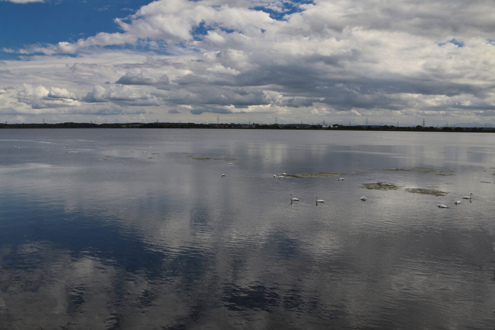 Canon EOS 80D sample photo. Lake, swans, waterfowl photography