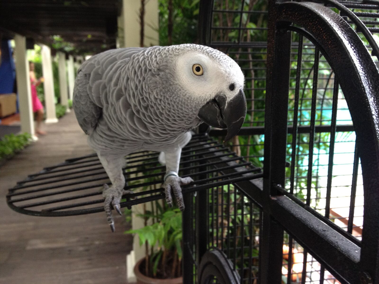 Apple iPhone 4S sample photo. Grey, gray, african photography