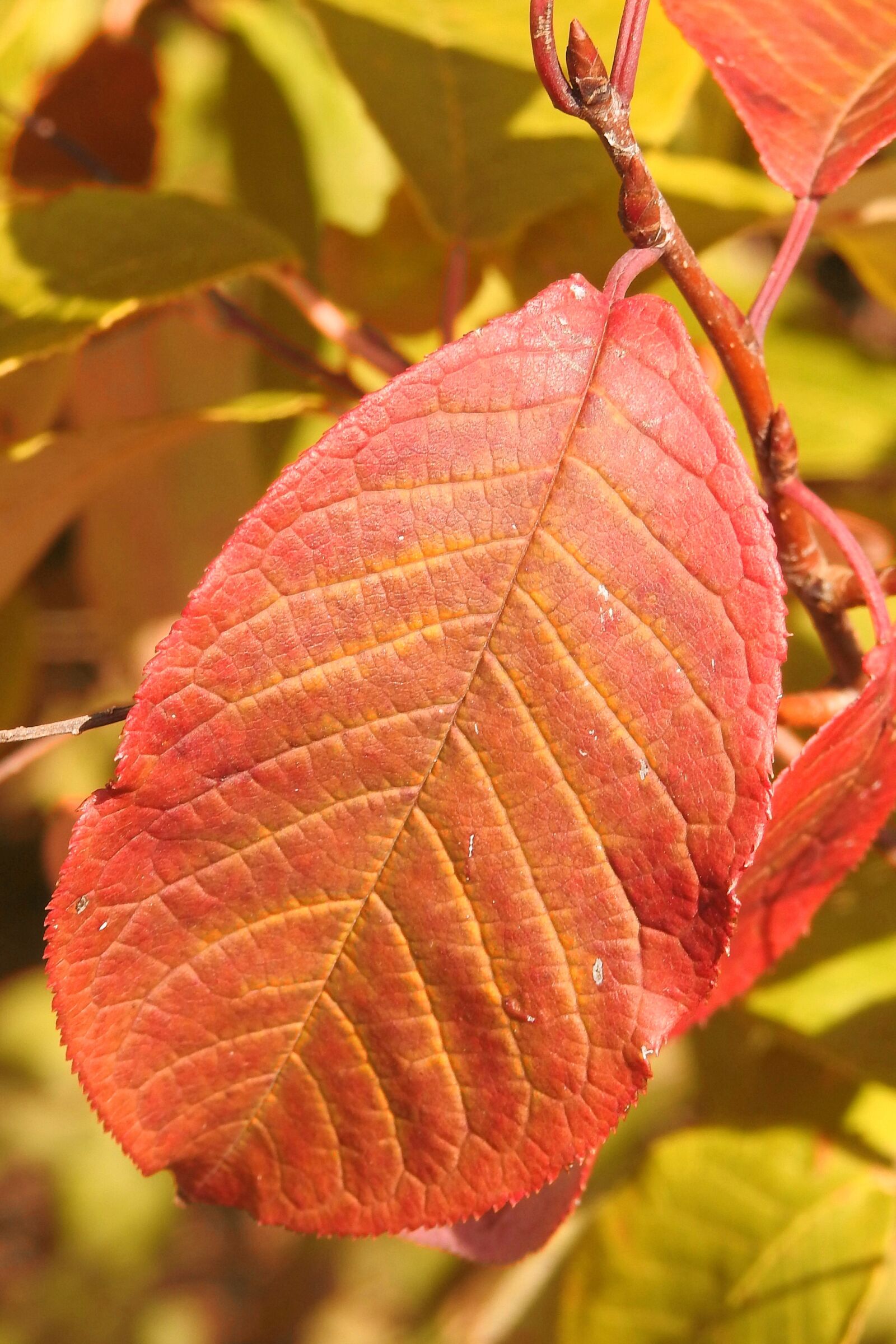 Nikon Coolpix P900 sample photo. Leaf, colorful-leaf, fall color photography