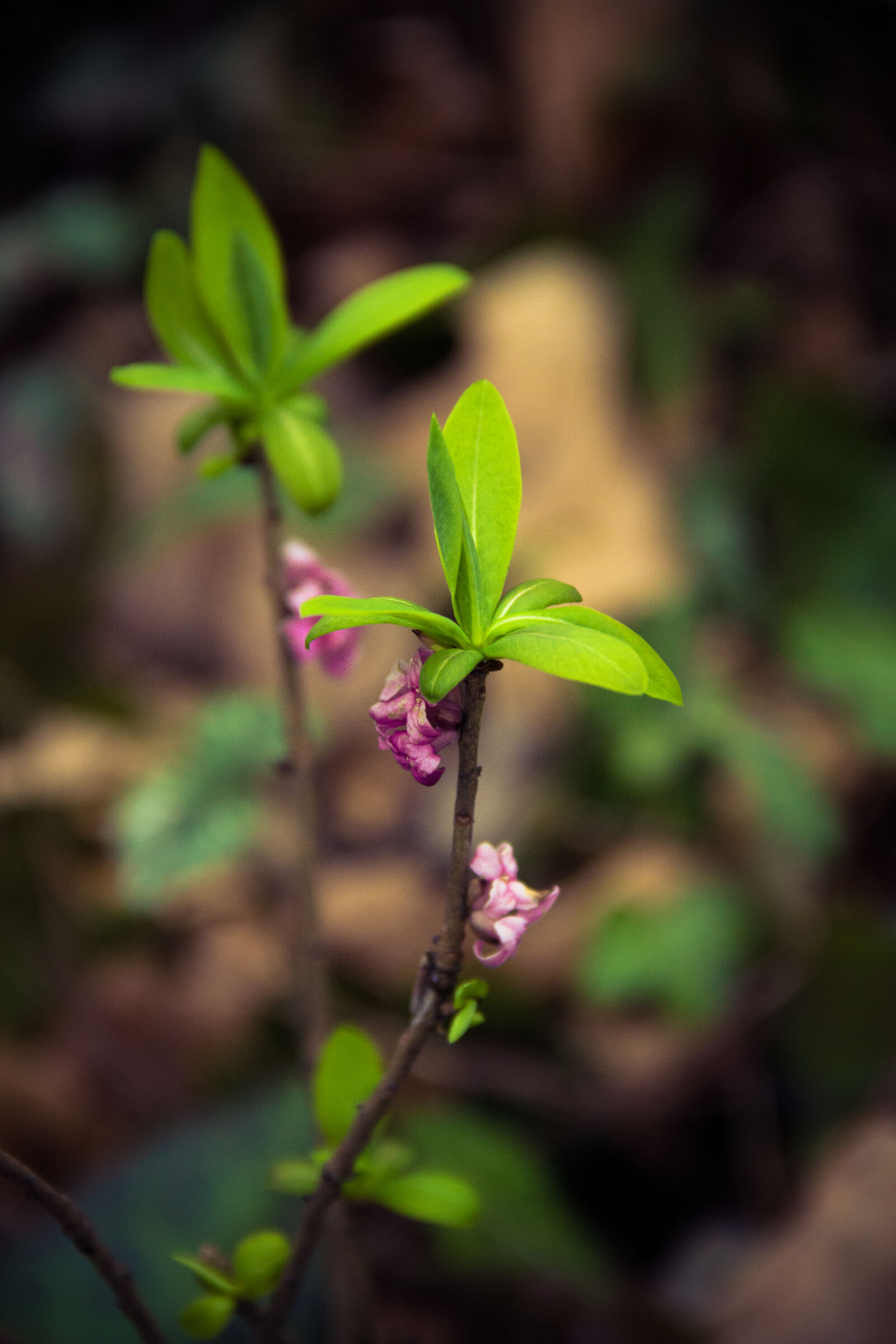 Canon EOS 600D (Rebel EOS T3i / EOS Kiss X5) sample photo. Flower, fresh, nature, plant photography