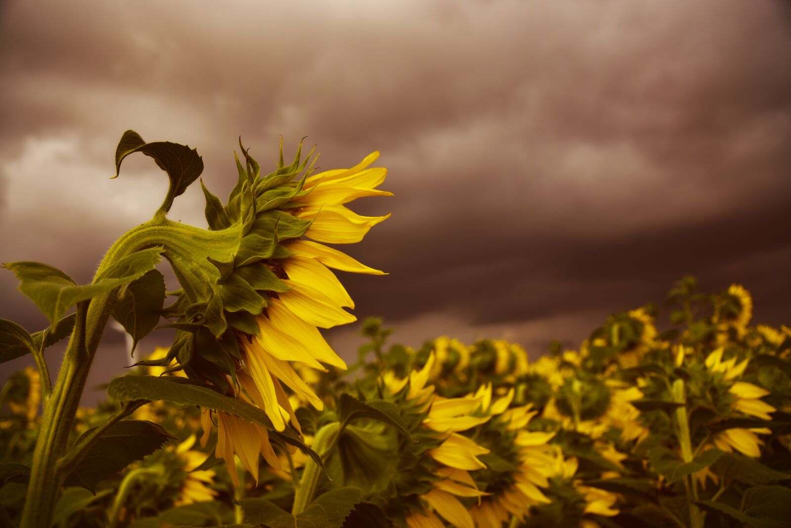 Nikon D5600 sample photo. Sunflower, flowers, plant photography