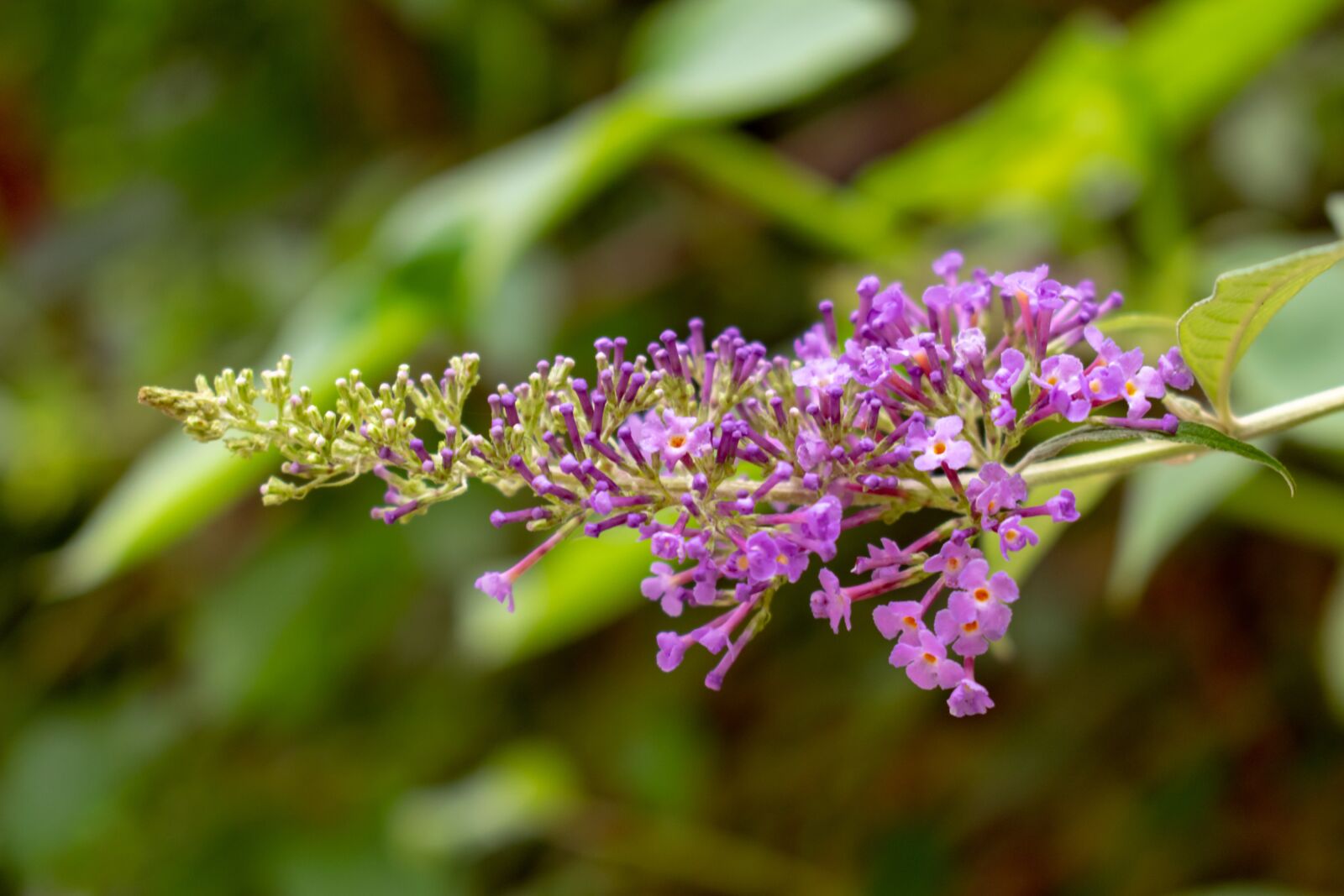 Nikon D3300 sample photo. Nature, green, flower photography