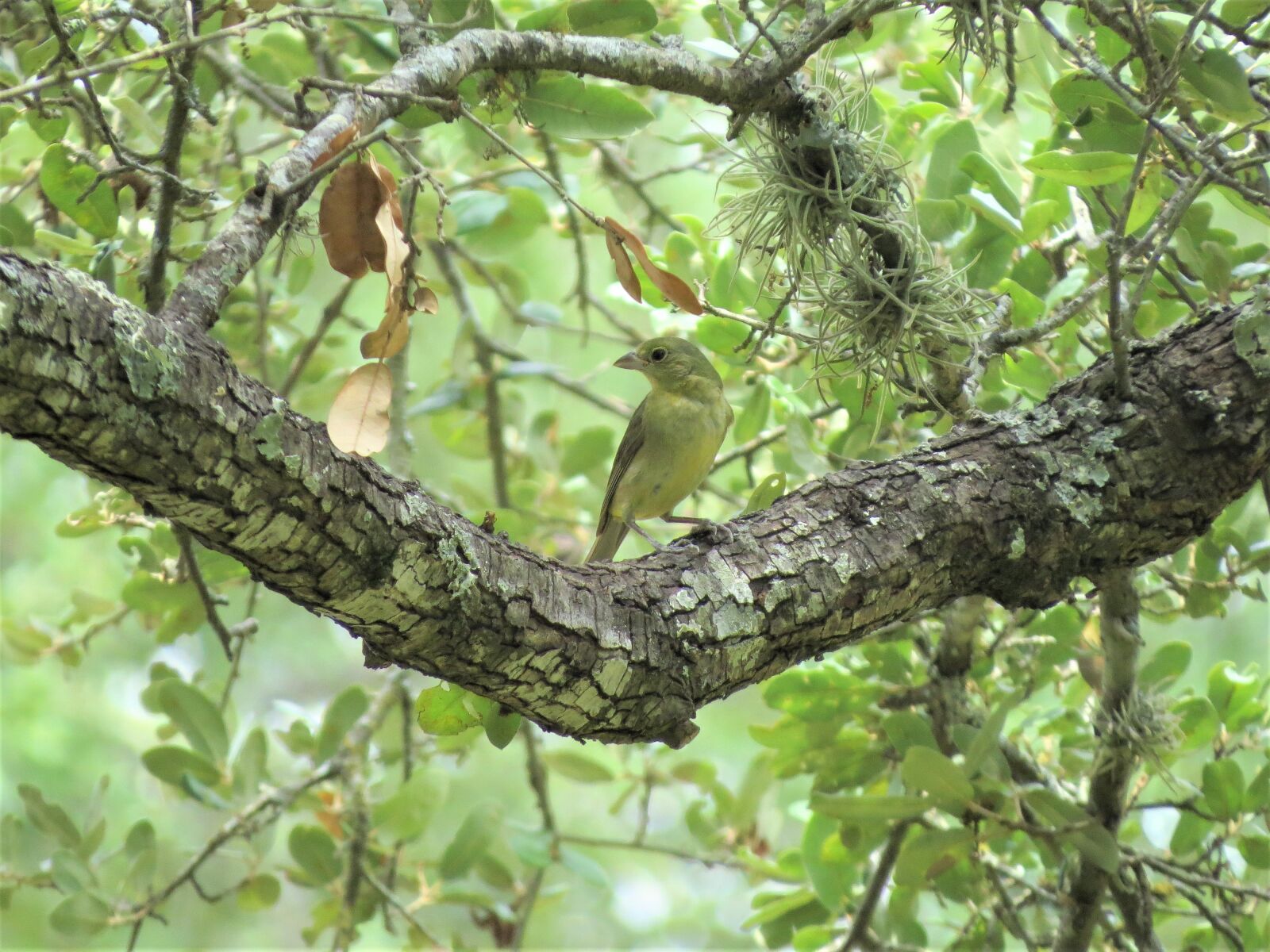 Canon PowerShot SX50 HS sample photo. Bird, tree, yellow photography