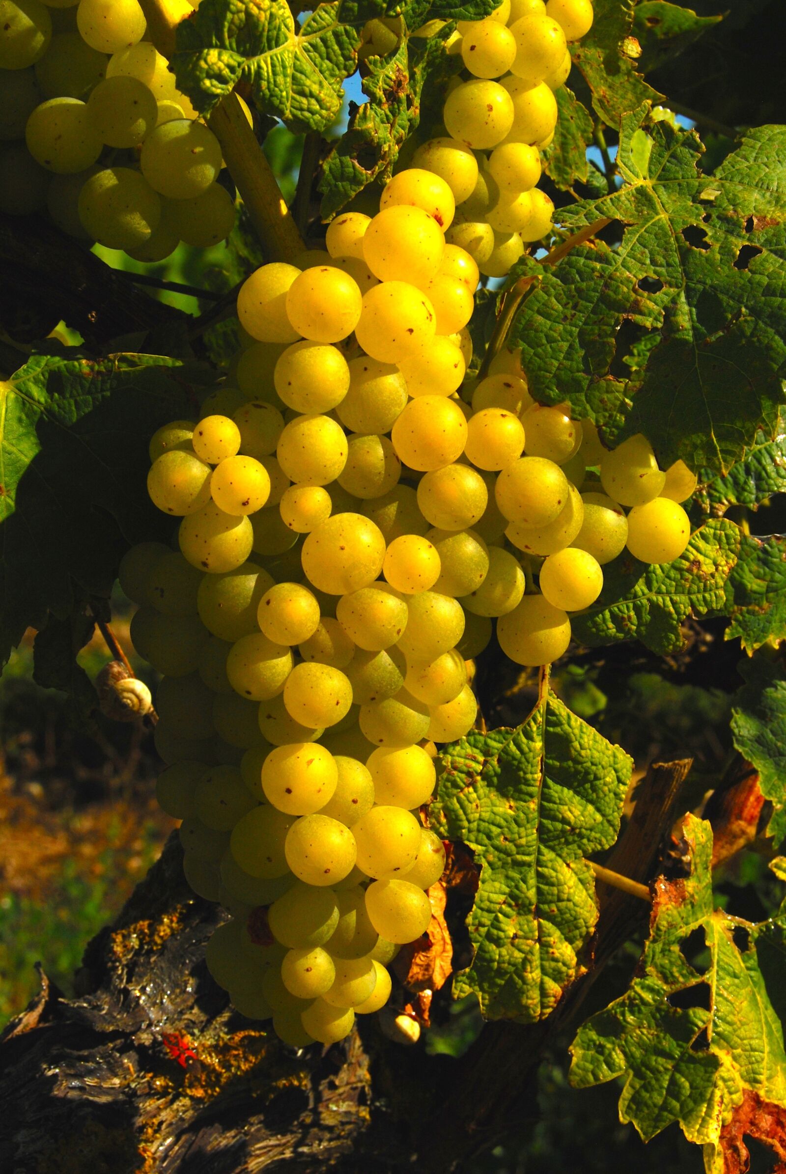 Nikon D40X sample photo. Grapes, ile de re photography