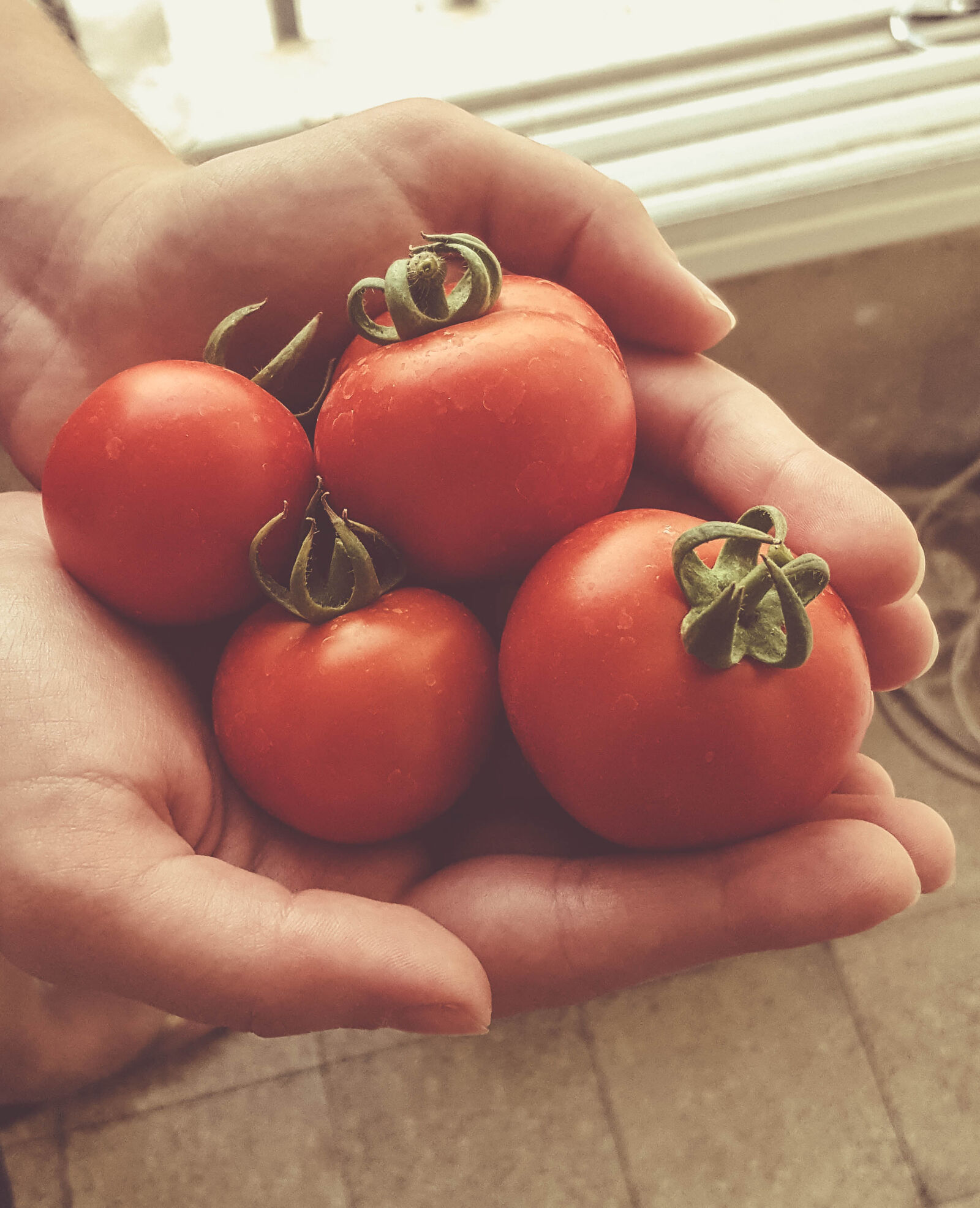 Samsung Galaxy S6 sample photo. Garden, hands, red, tomato photography