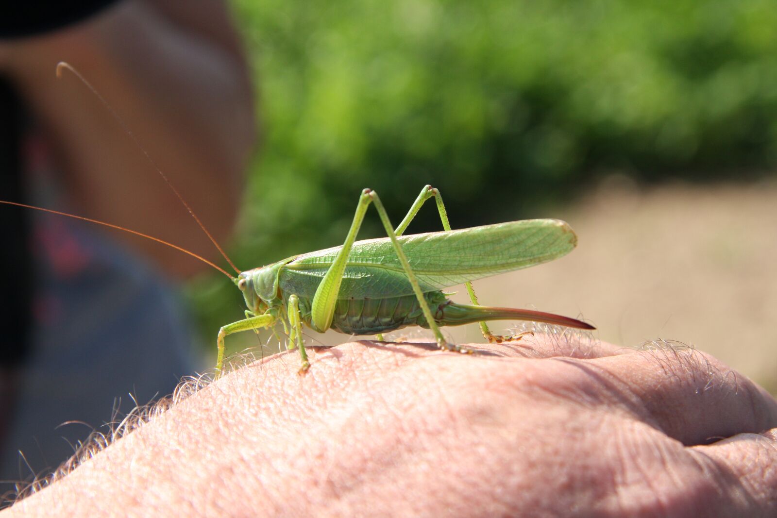 Canon EOS 40D sample photo. Insect, hand, green photography