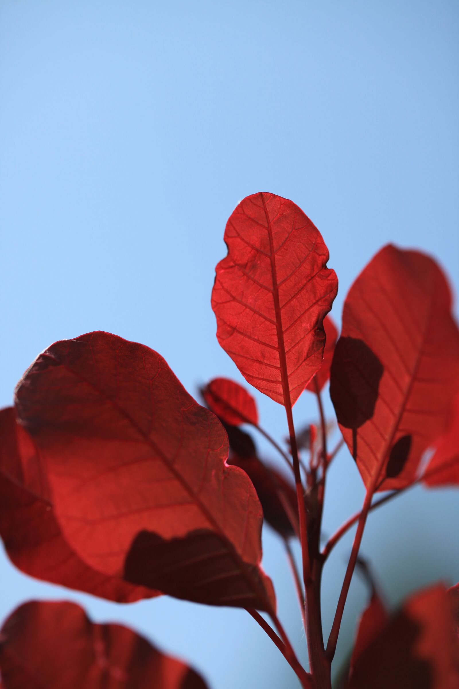 Canon EOS 5D Mark II sample photo. Leaf, foliage, red photography