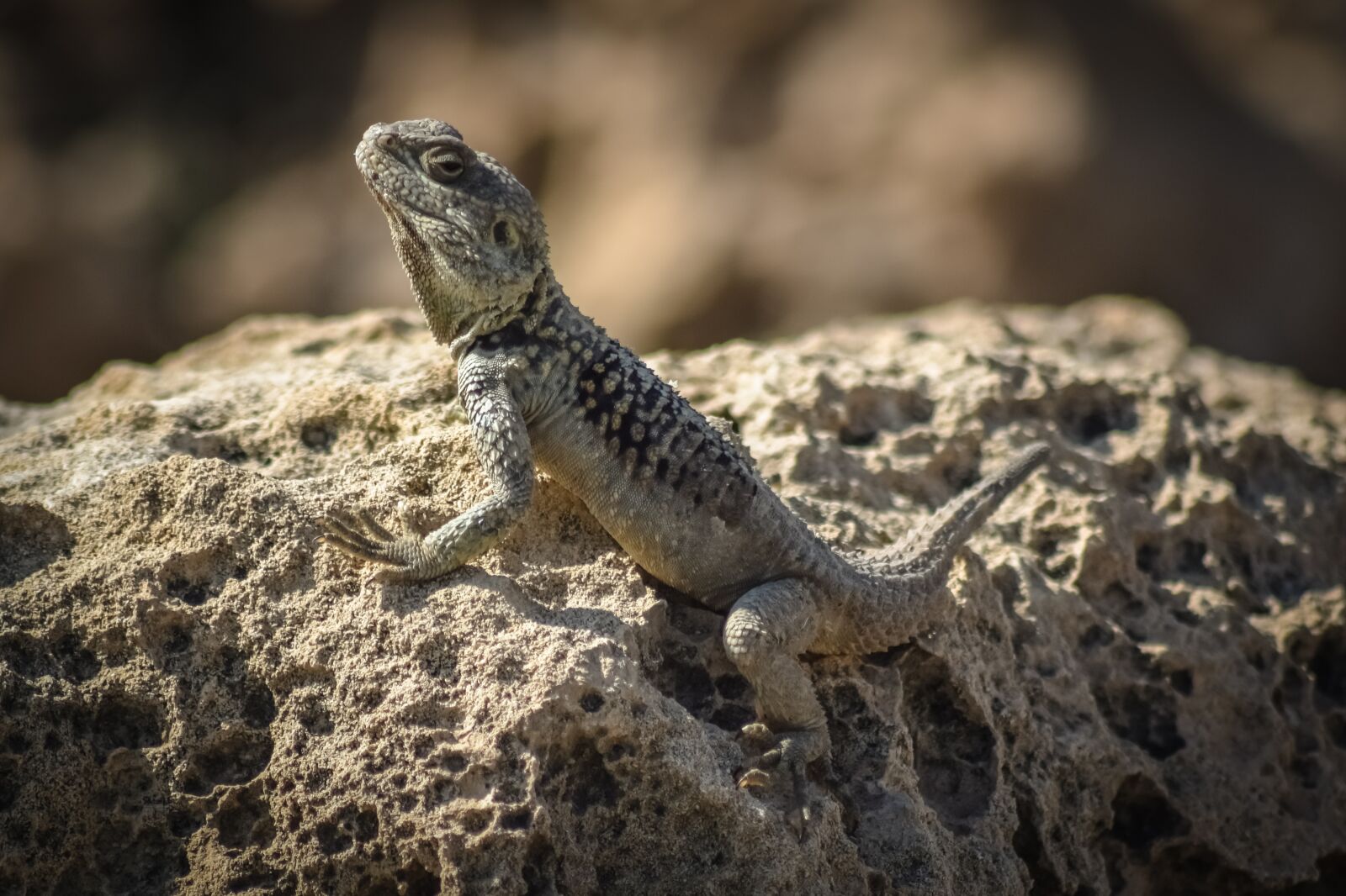 Nikon D3300 sample photo. Laudakia stellio cypriaca, kurkutas photography
