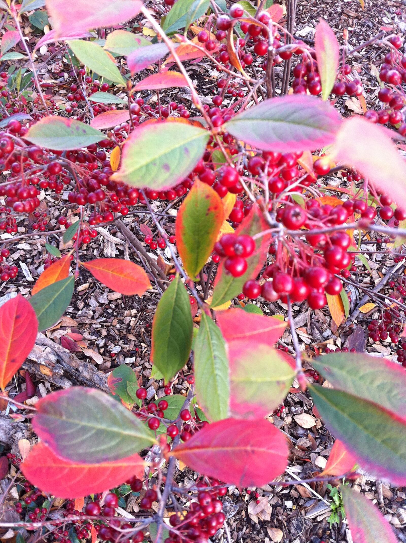Apple iPhone 4 sample photo