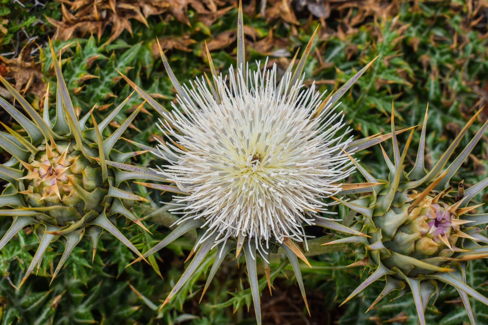 Nikon D3300 sample photo. Cardoon, flower, plant photography