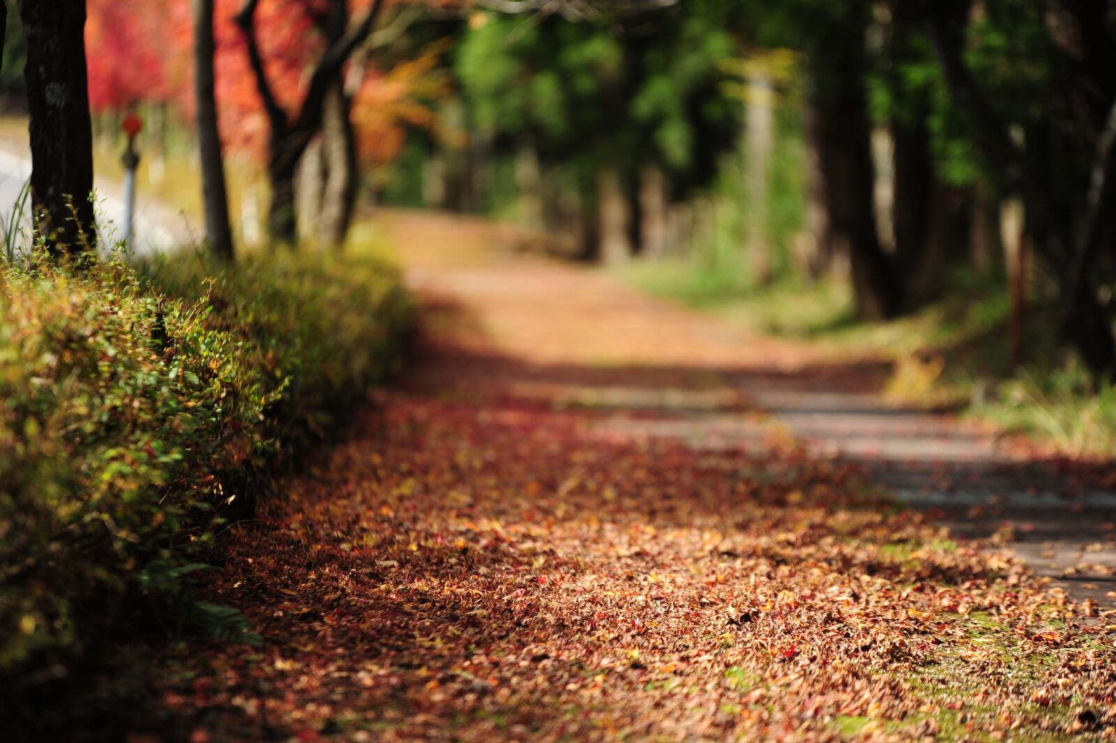 Nikon D700 sample photo. Fallen leaves, autumn, road photography