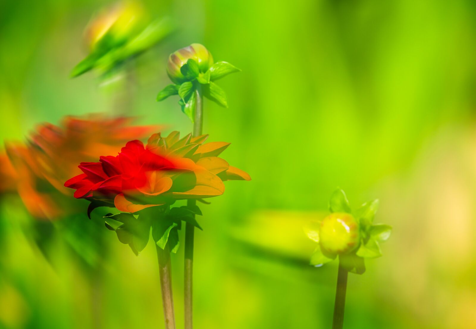 Fujifilm XF 55-200mm F3.5-4.8 R LM OIS sample photo. Dahlia, flower, movement photography