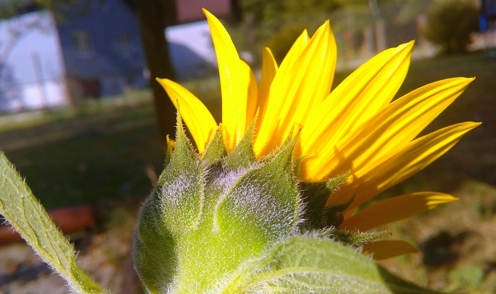 HTC DESIRE 620 sample photo. Flower, yellow photography
