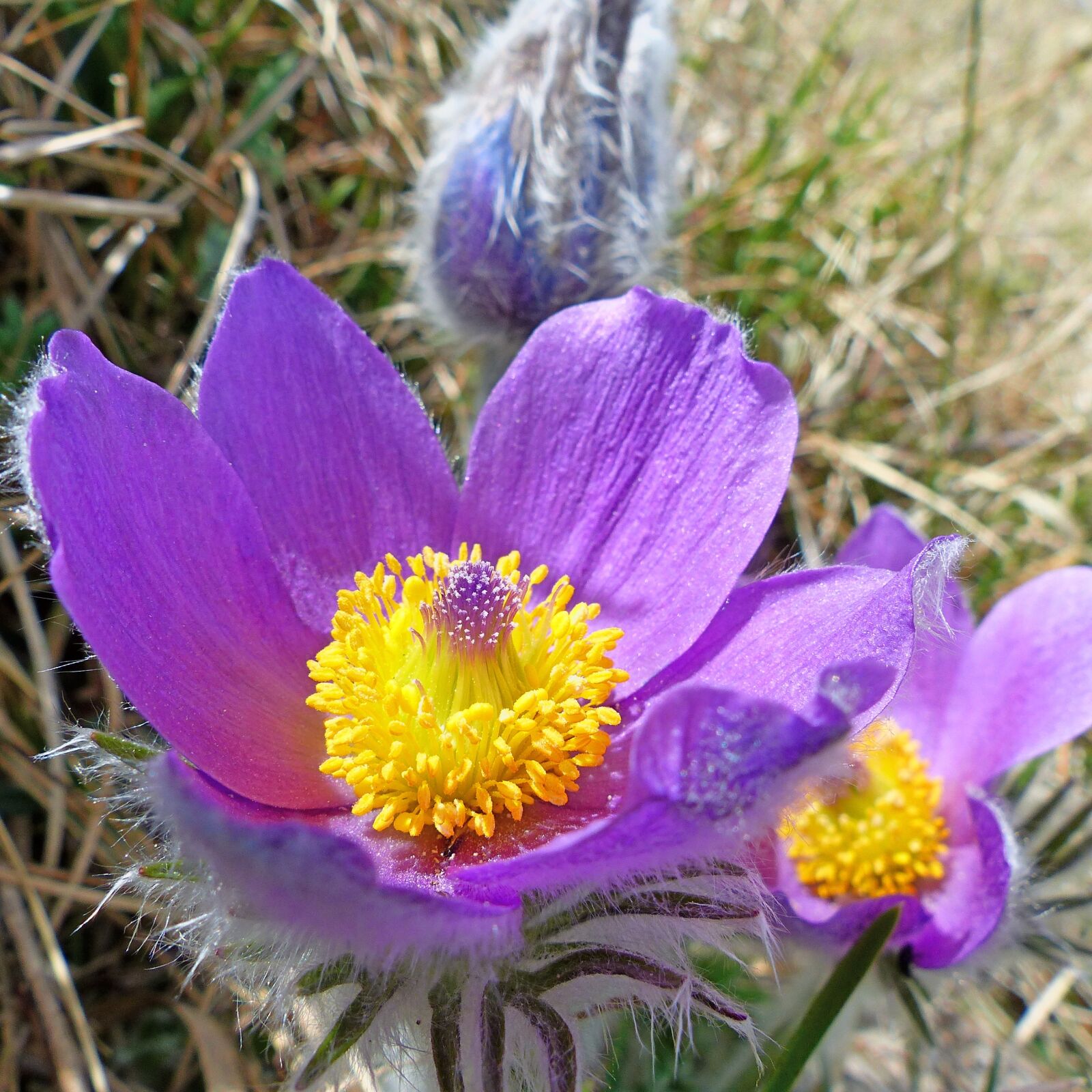 Panasonic Lumix DMC-FZ200 sample photo. Flowers, nature, macro photography