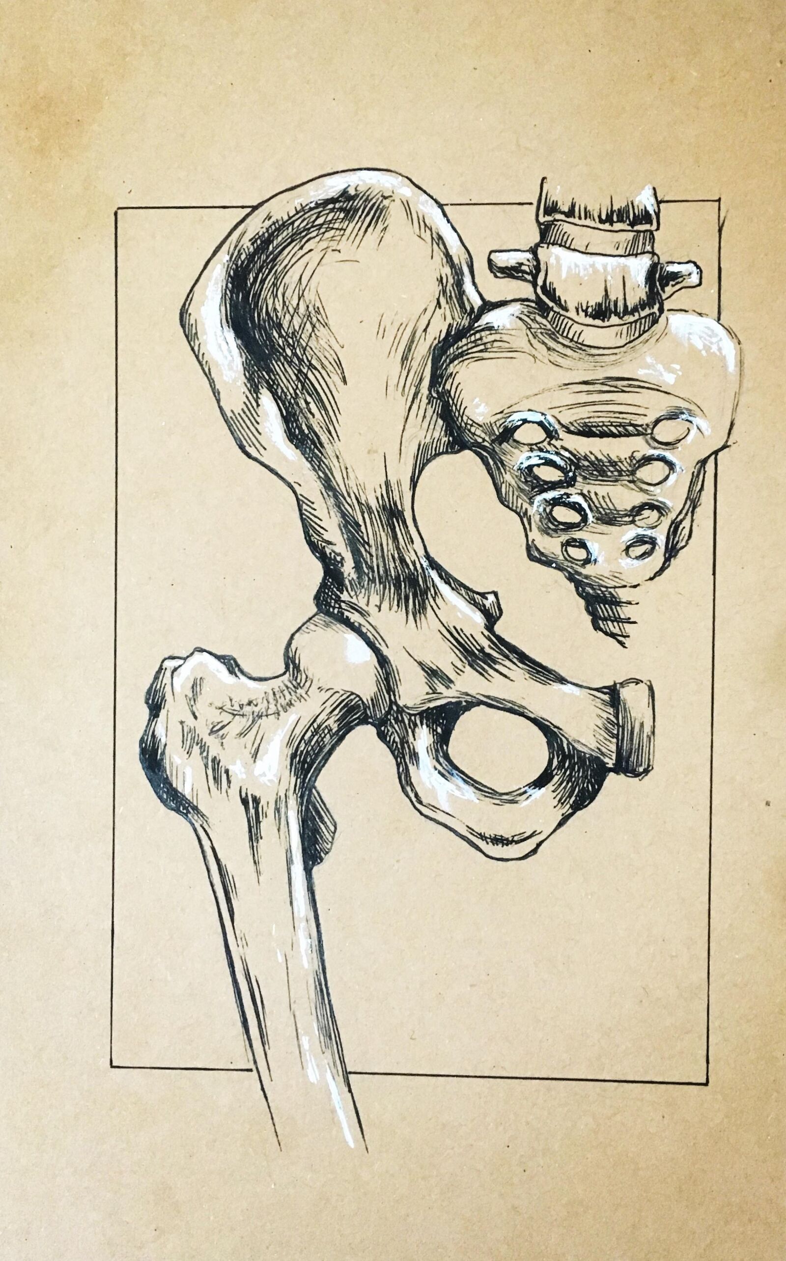 iPhone SE back camera 4.15mm f/2.2 sample photo. Medical, anatomy, femur photography