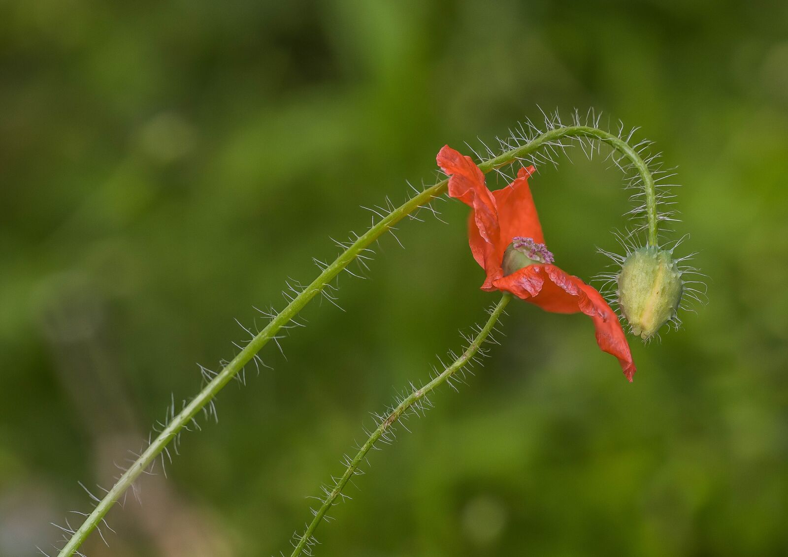 Canon EF 100mm F2.8L Macro IS USM sample photo. Poppies, flowers, poppy photography