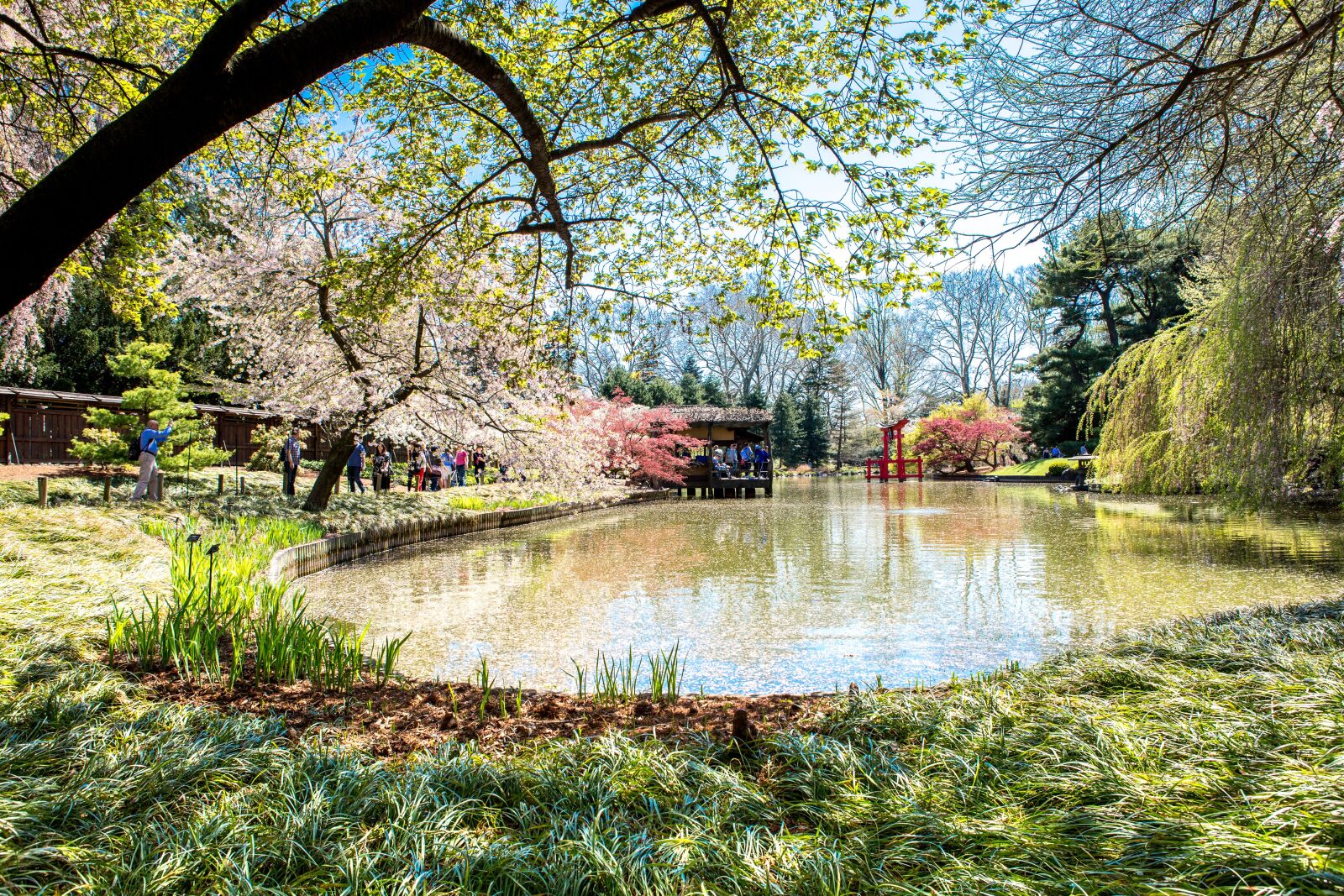 Canon EF 24-70mm F2.8L USM sample photo. Tree, nature, park photography