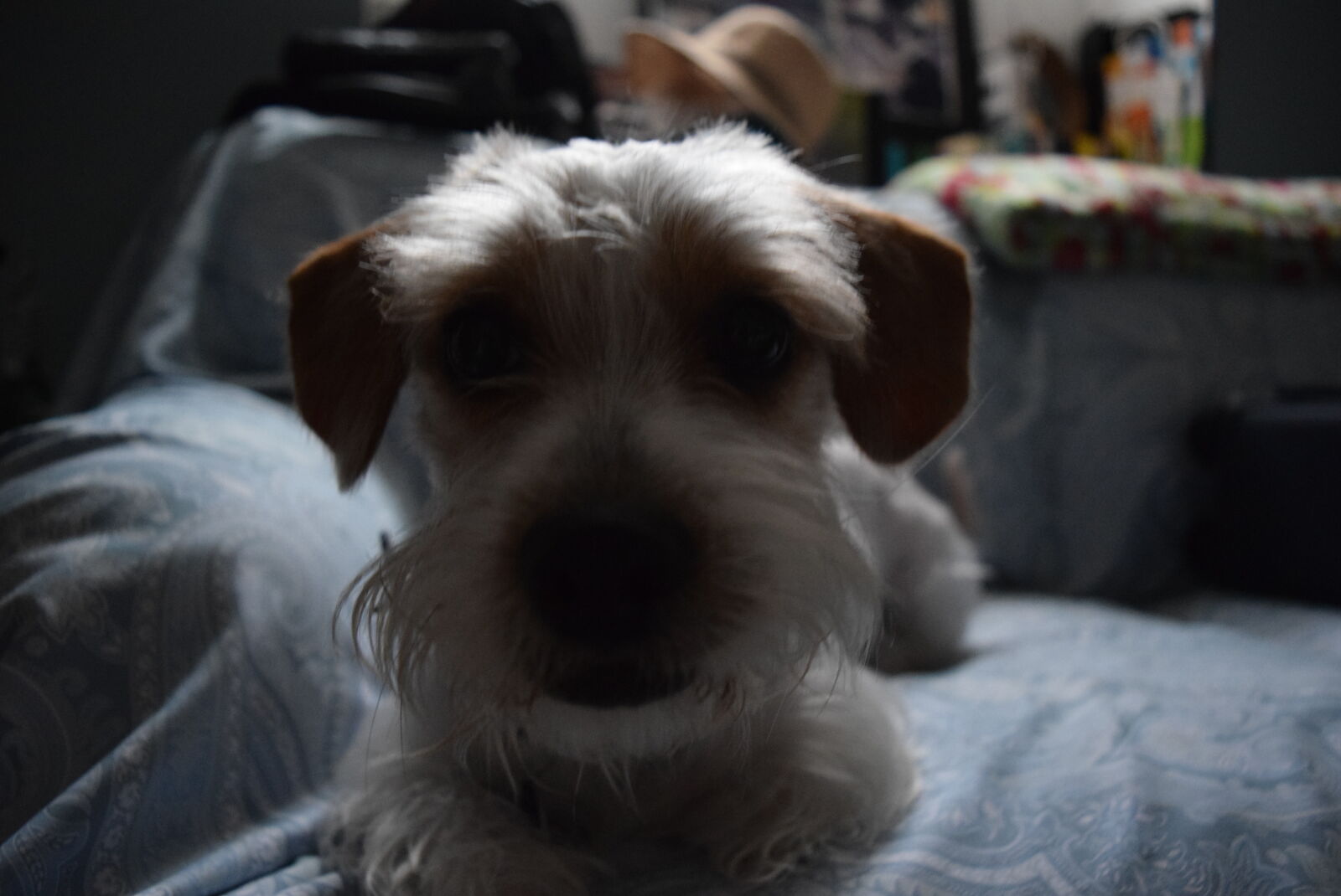 Nikon D3300 sample photo. Animals, dog, pets, puppy photography