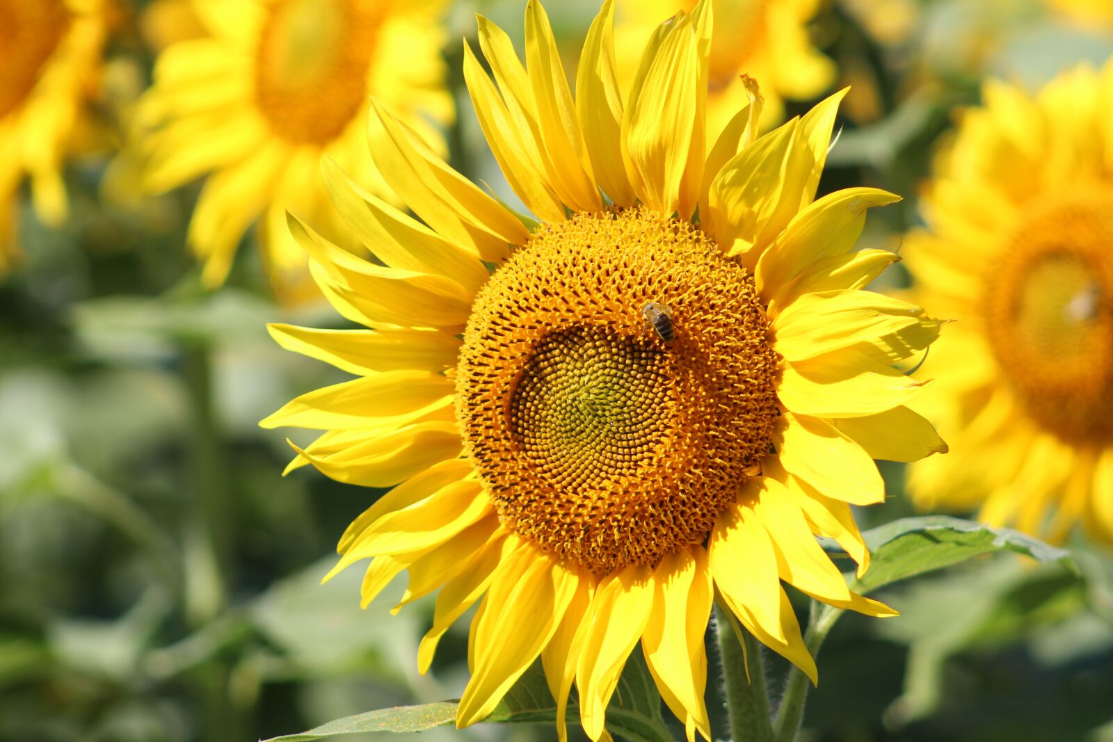 Canon EOS 100D (EOS Rebel SL1 / EOS Kiss X7) sample photo. Field, sunflower, flower photography