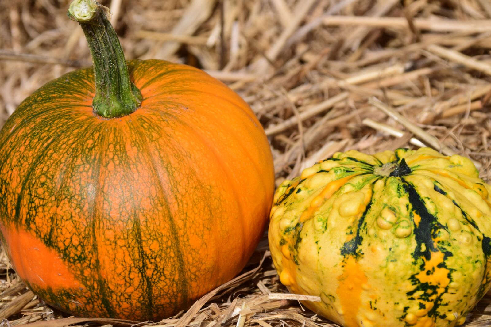 Nikon D3300 sample photo. Pumpkin, straw, autumn photography