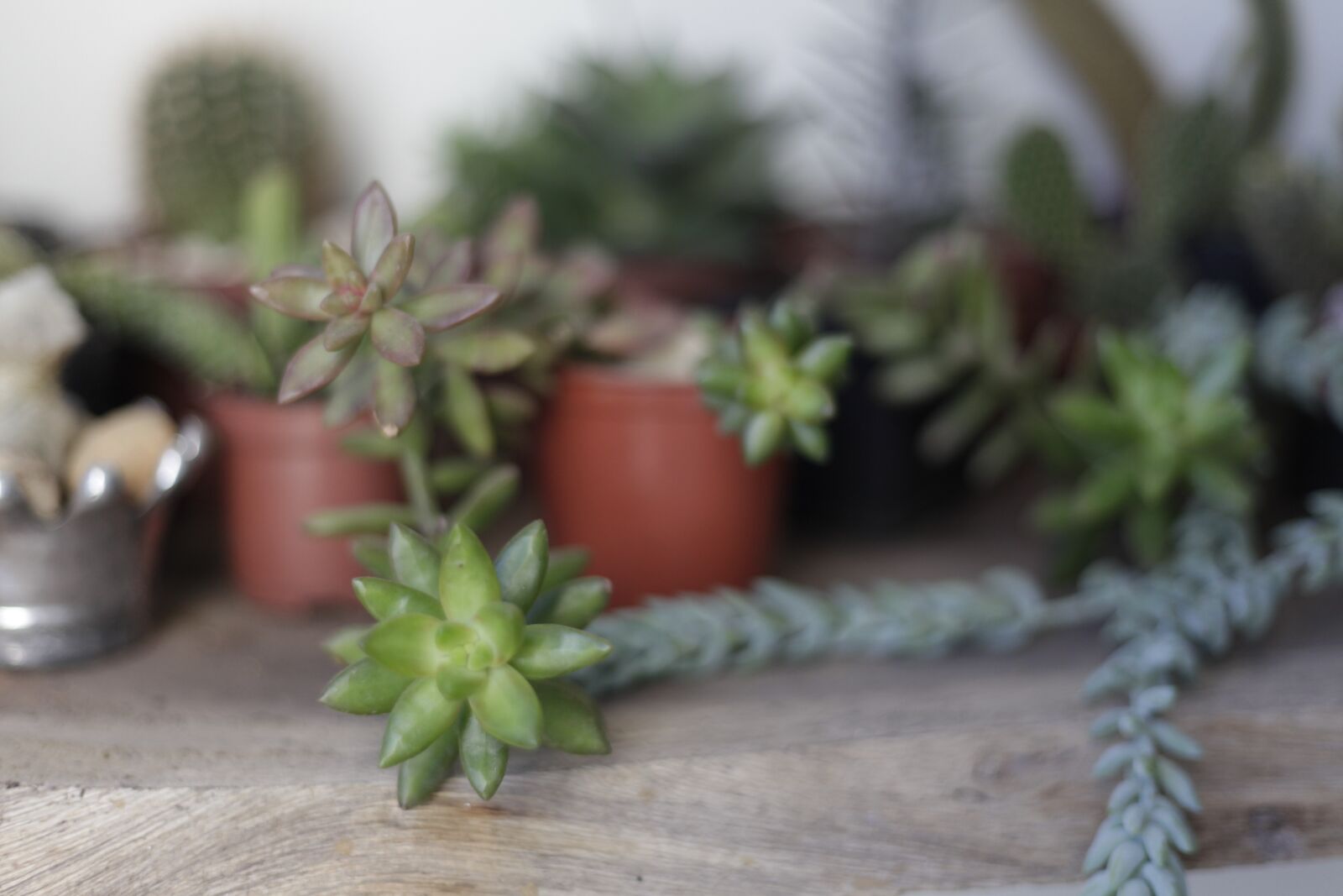 Canon EOS 5D Mark II sample photo. Juicy, cactus, plant photography