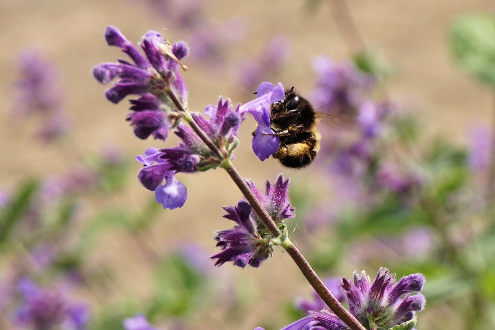 Sony a6000 sample photo. Hummel, insect, animal photography