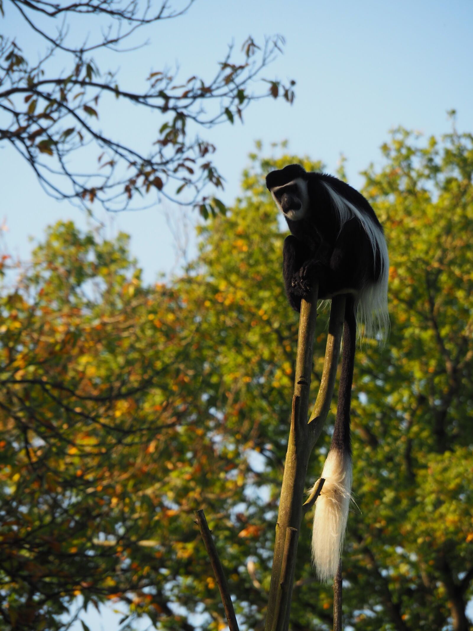 Olympus OM-D E-M10 II sample photo. Monkey, primate, colobus guereza photography