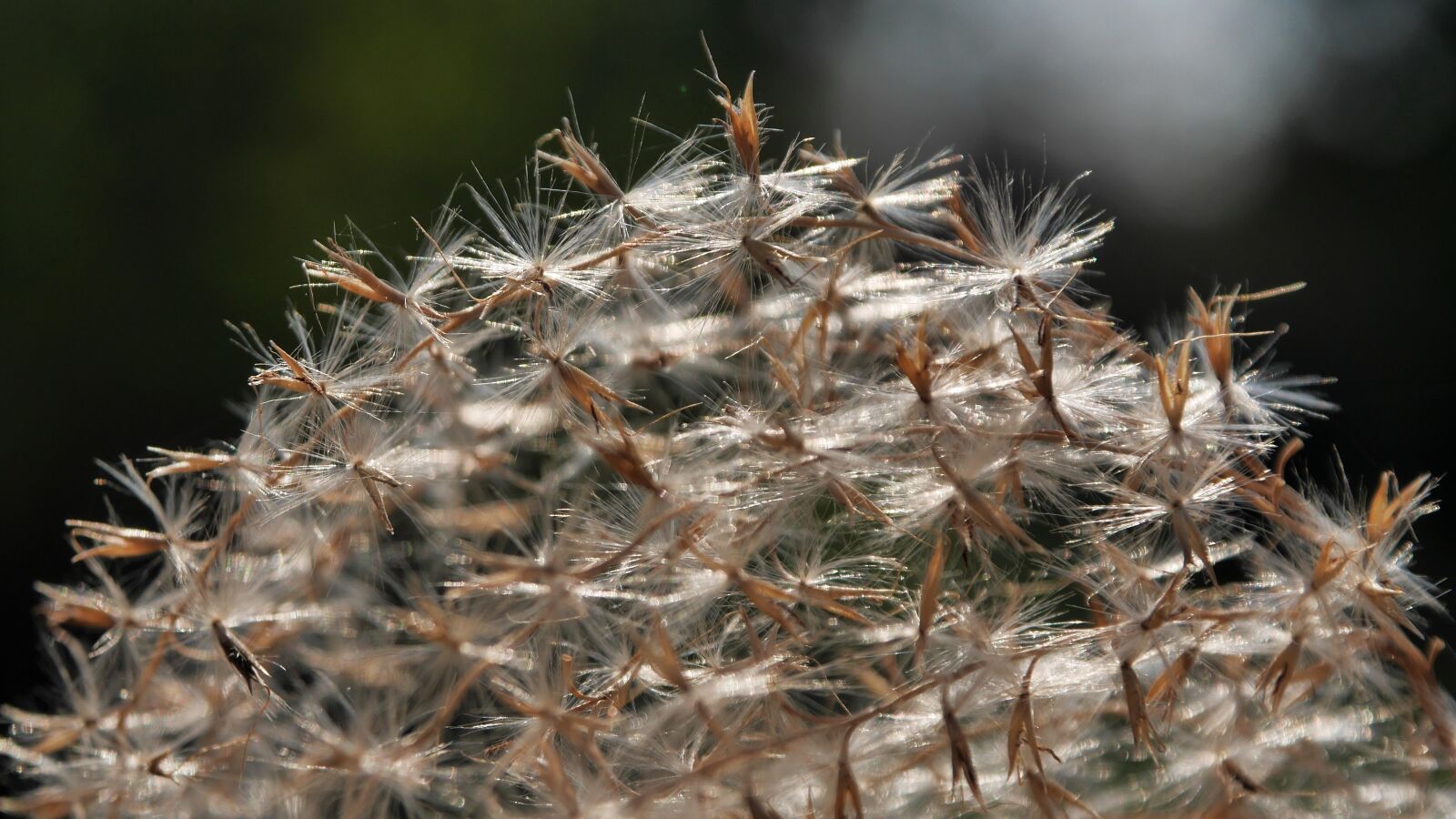 Panasonic Lumix DMC-GX7 sample photo. Spring, reed, dry photography