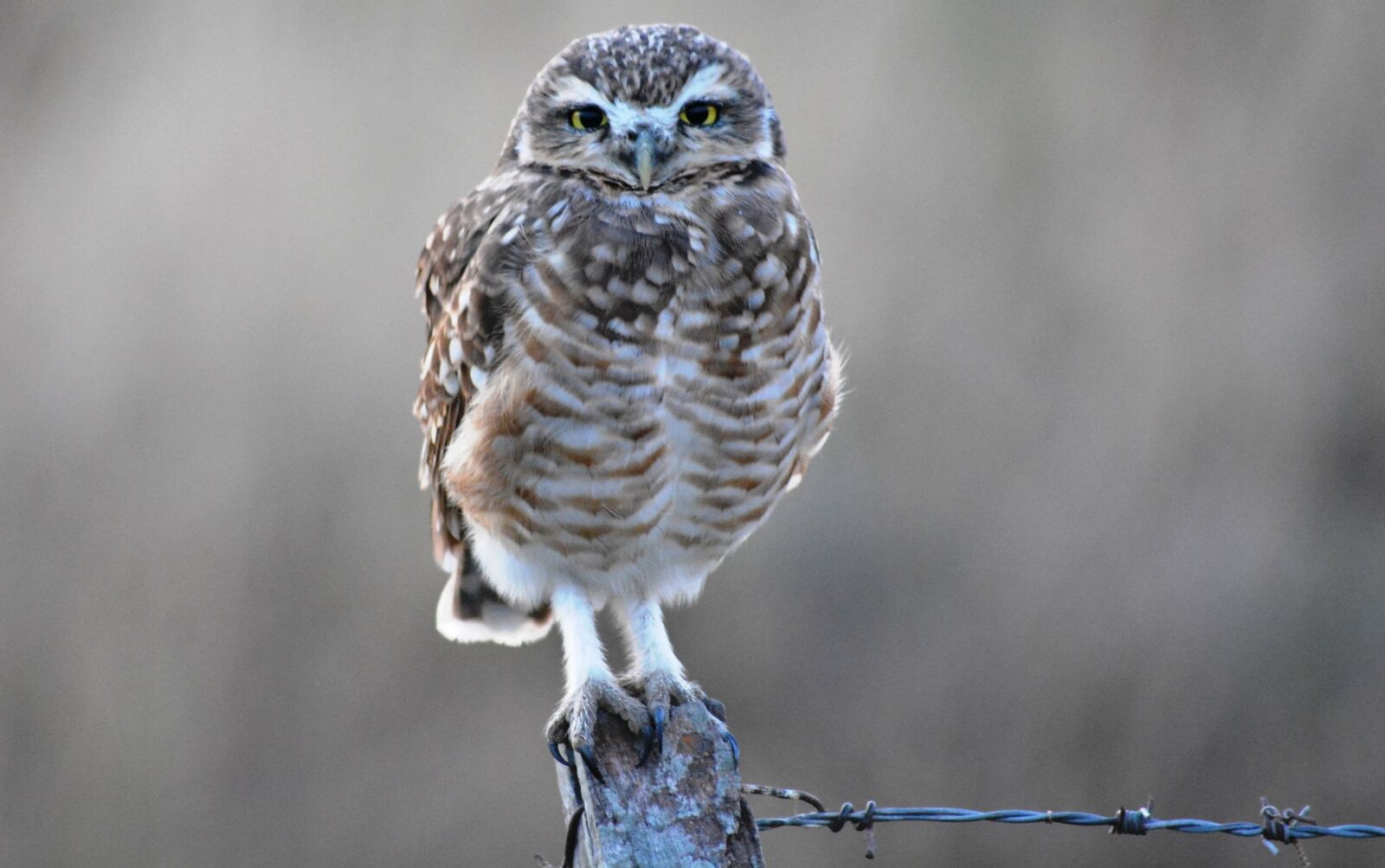 Nikon D5200 sample photo. Wild life, nature, birds photography