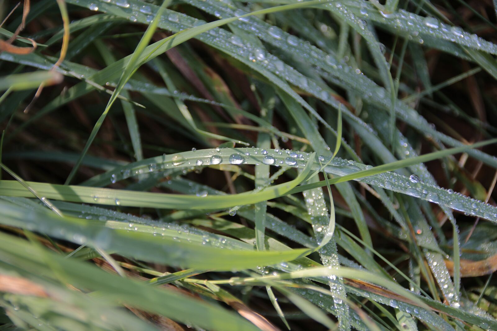 Canon EOS 700D (EOS Rebel T5i / EOS Kiss X7i) sample photo. Dew, drip, water photography