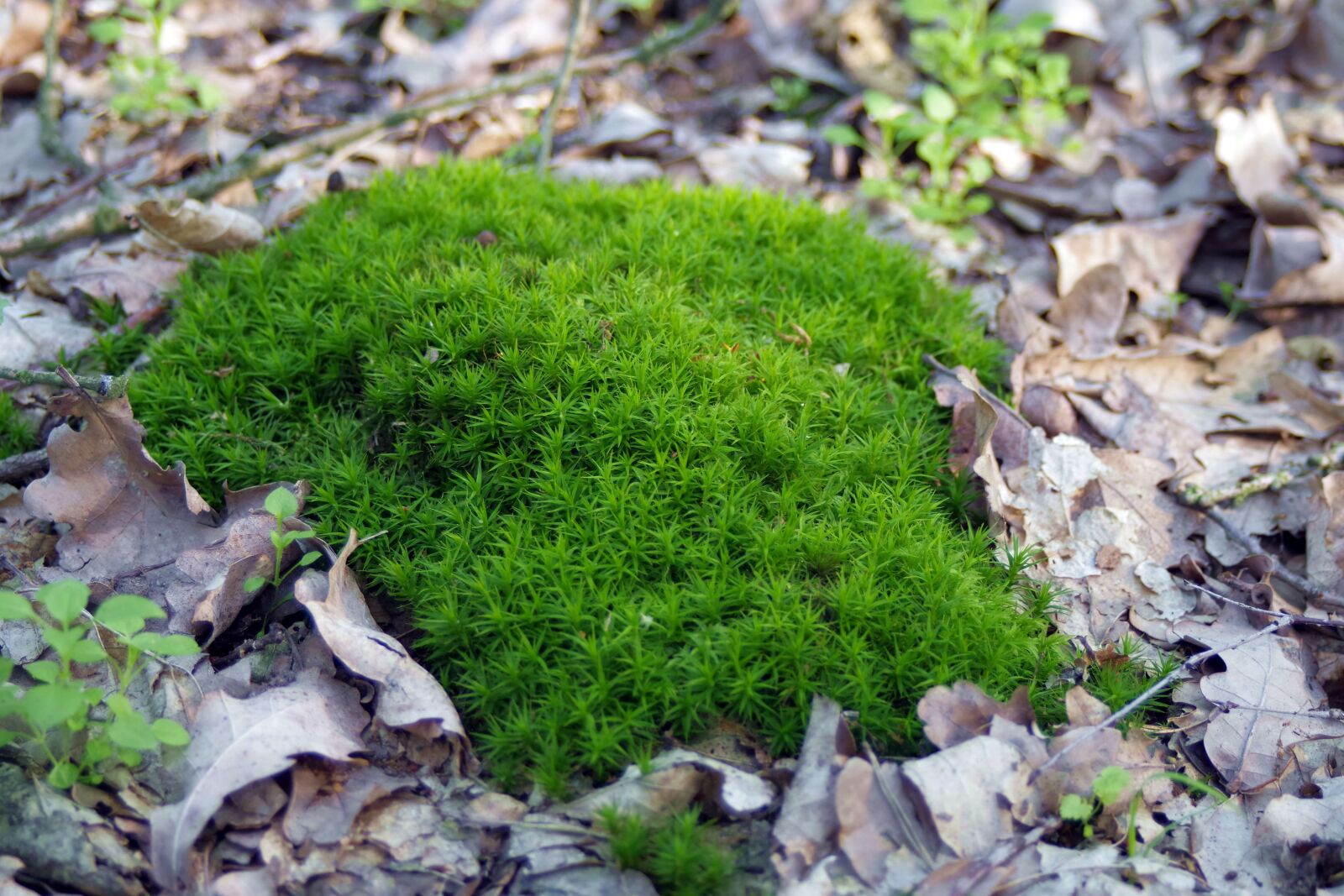 Pentax K-S2 sample photo. Moss, lichen, undergrowth photography