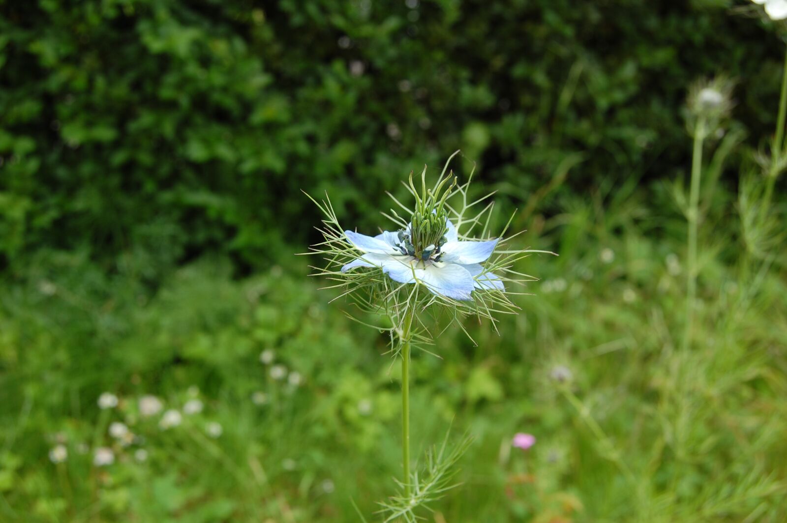 Nikon D40 sample photo. Flower, blue, nigella photography