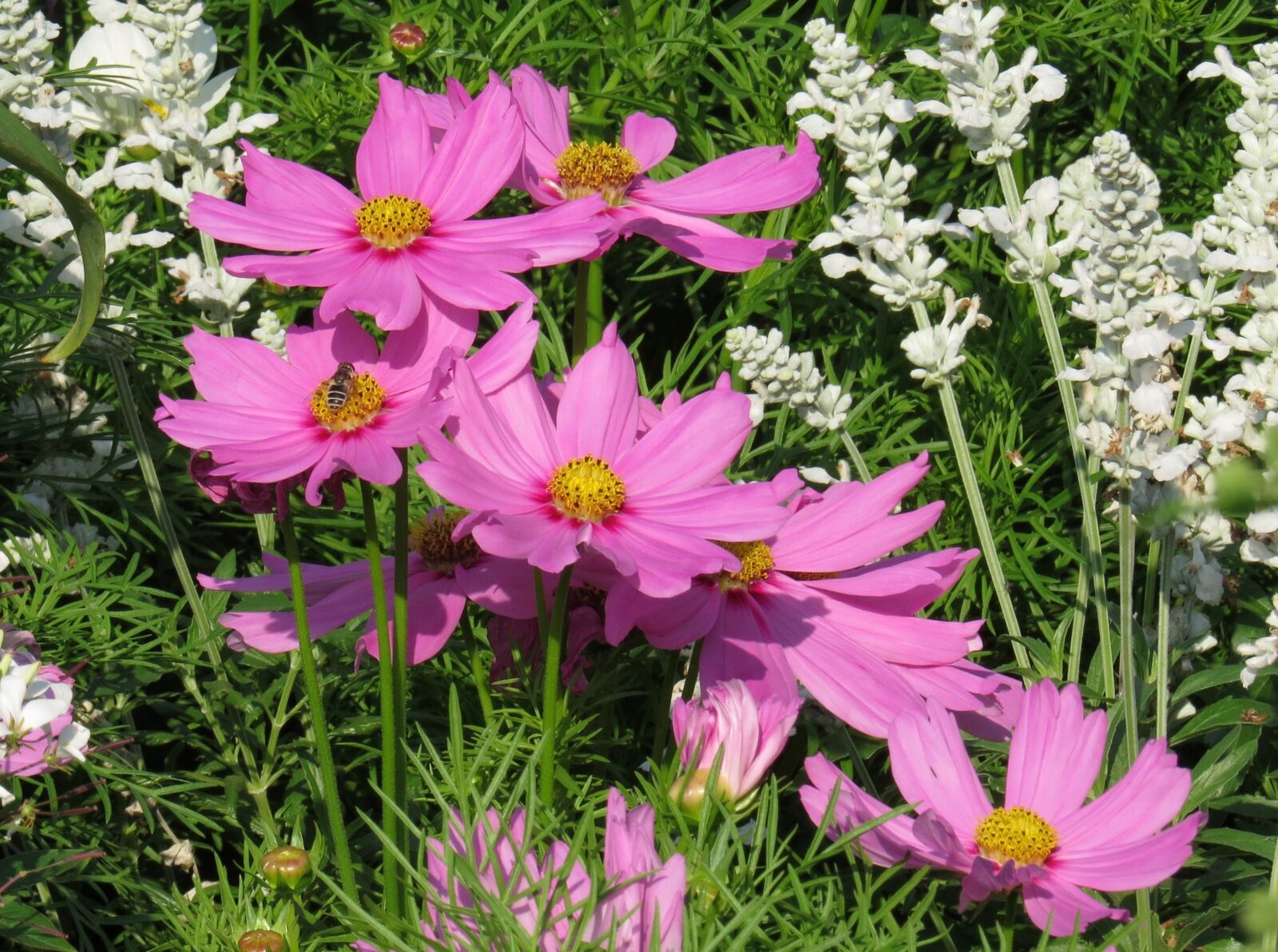 Canon PowerShot SX50 HS sample photo. Flowers, pink flowers, close photography