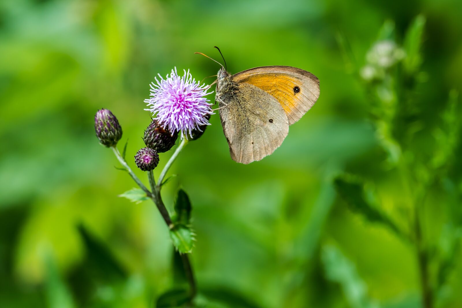 Nikon D5 sample photo. Butterfly, flower, nature photography