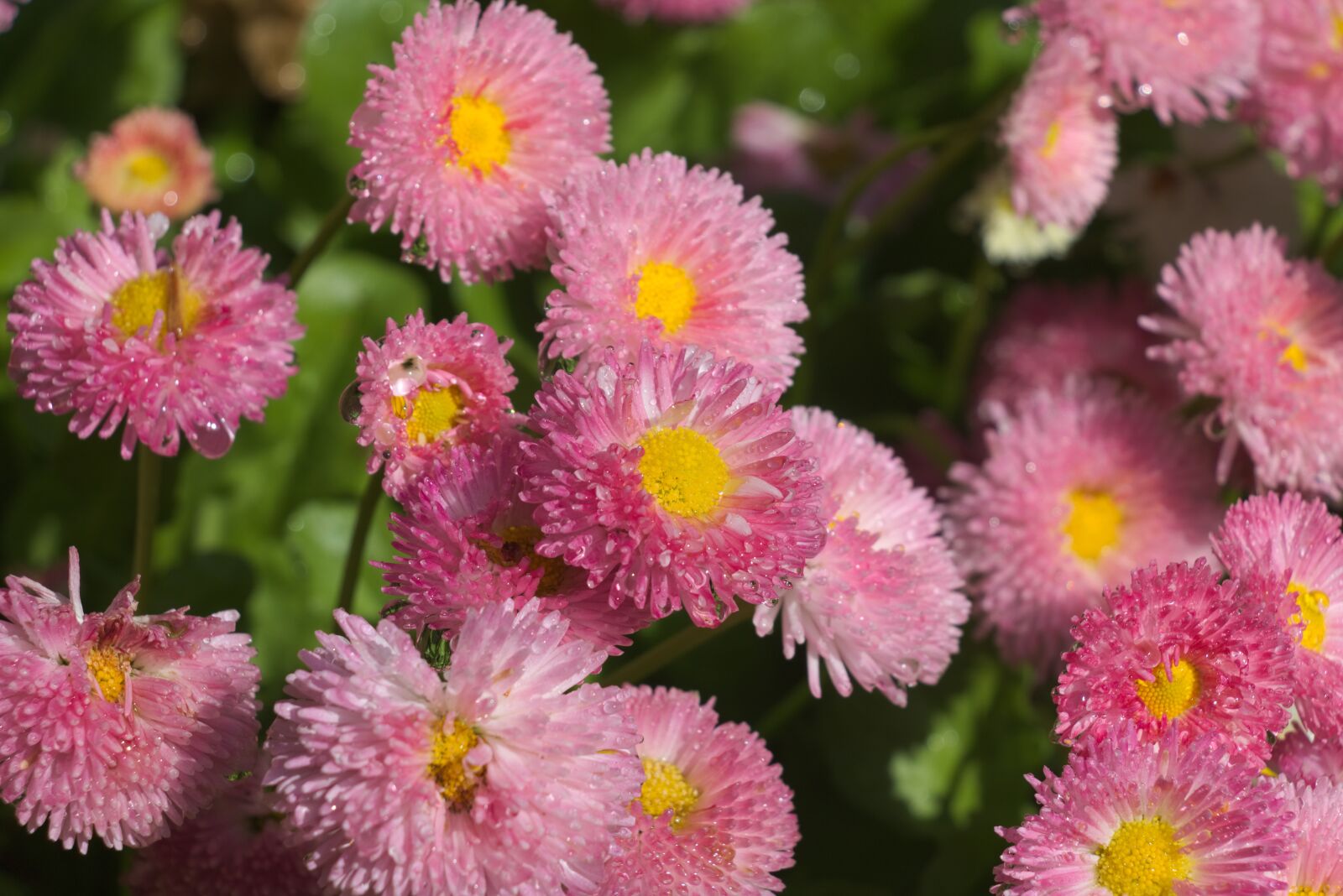 Canon EOS 750D (EOS Rebel T6i / EOS Kiss X8i) sample photo. Daisies, flowers, bloom photography